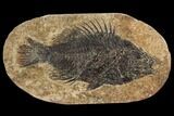 Framed Fossil Fish (Cockerellites) - Wyoming #143762-1